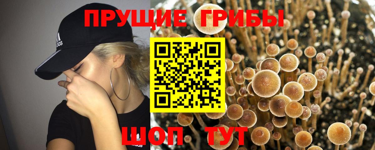 Галлюциногенные грибы Psilocybe Красноярск